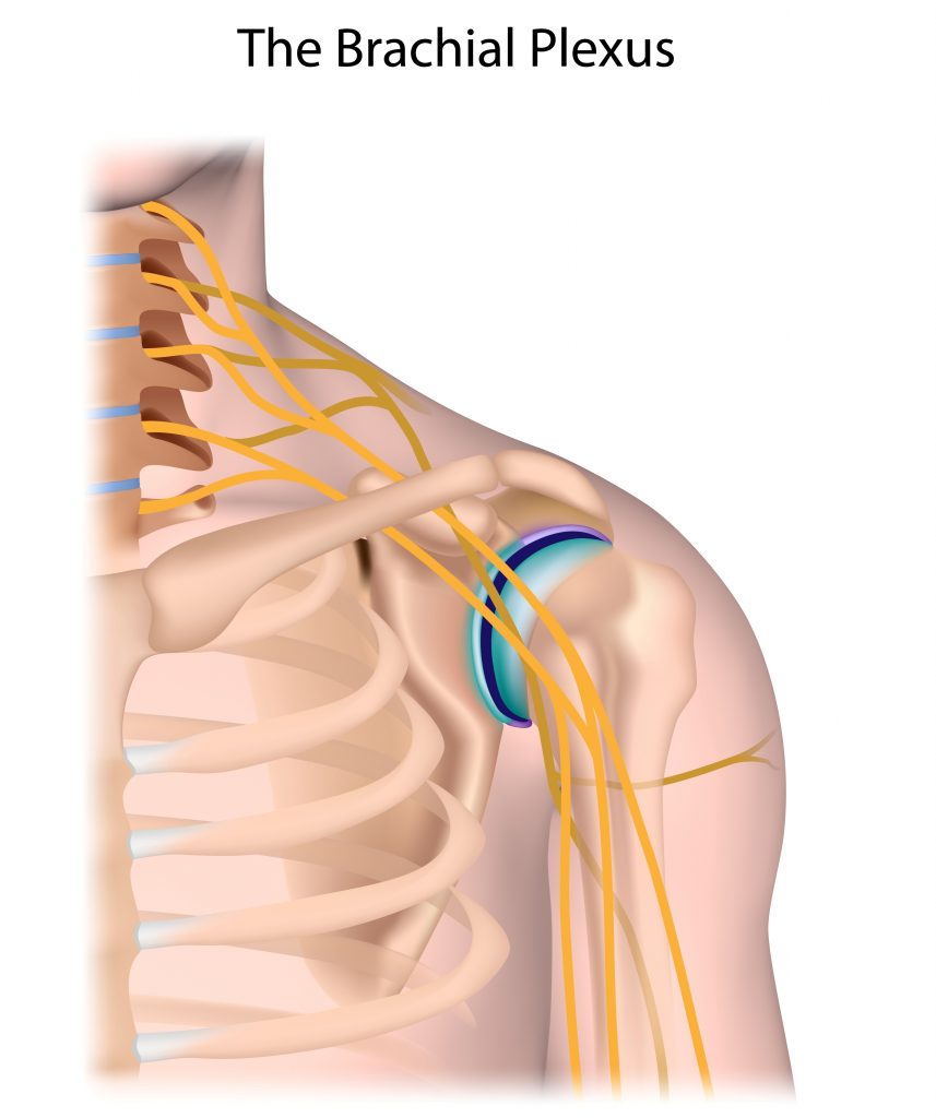 How does muscle tension in the neck affect the shoulders? - FITPAA